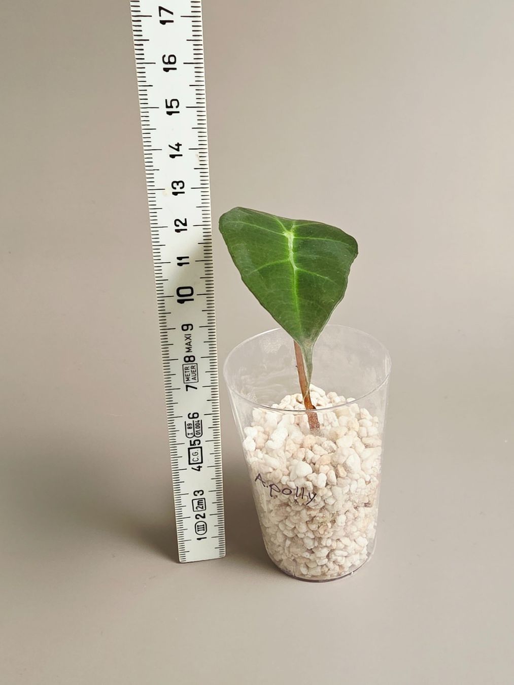 Piante & sementi: Alocasia polly – Nuovo (secondo la descrizione) da Gerolfingen venduto da Azora 3