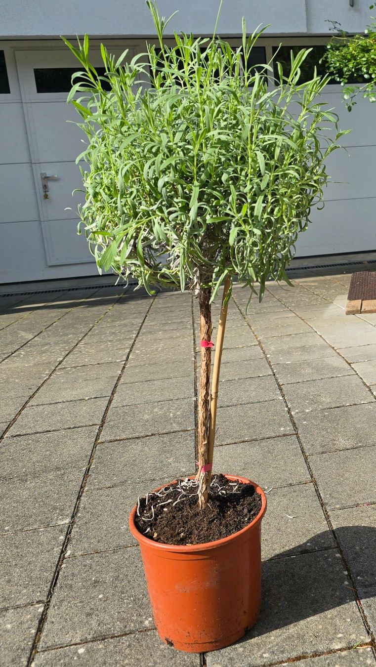 Pflanzen & Samen: Lavendel Stämmchen – Gebraucht aus Aarburg von popkorn65 3