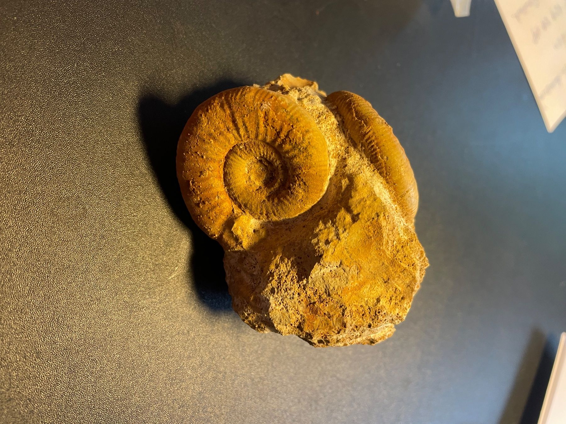 Fossili: Fossilien. 2 Ammoniten auf Muttergestein  (grün) – Usato da buch am irchel venduto da Hildoceras 2