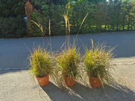 3× Reitgras «Karl Foerster» – Elegantes Ziergras