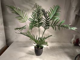 Palme im Topf, Gesamthöhe: 80cm