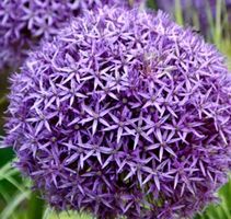 30 BIO SAMEN  „ALLIUM AMPELOPRASUM “ wild aus Apulien 💜‪‪