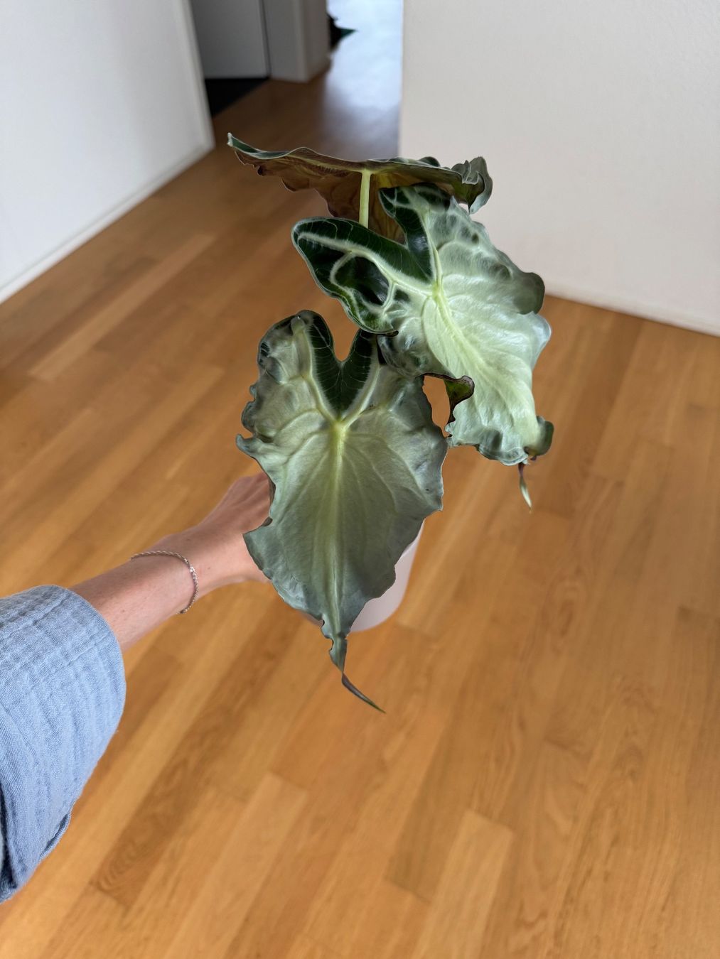 Pflanzen & Samen: Alocasia Venom – Gebraucht aus Goldau von pflanzly 1