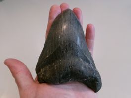 StarRecordsGmbH: Megalodon-Zahn / 13,0 cm / mit Zertifikat