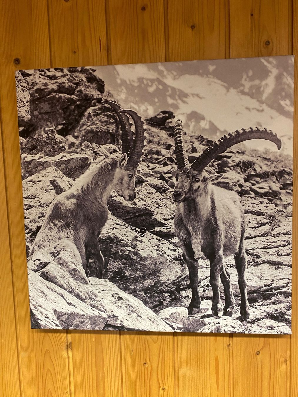 Foto & Immagini: Steinbock Bild auf Keilrahmen – Usato da Ibach venduto da jansim