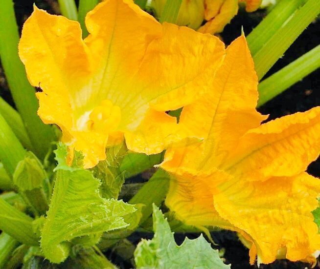Pflanzen & Samen: Zucchini multi Blume XL 10 Samen – Neu und originalverpackt aus Rovio von POSITIFFARTandPLANTS 5