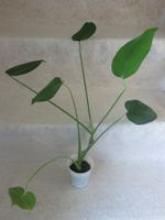 Fensterblatt (Monstera), Zimmerpflanze im Topf