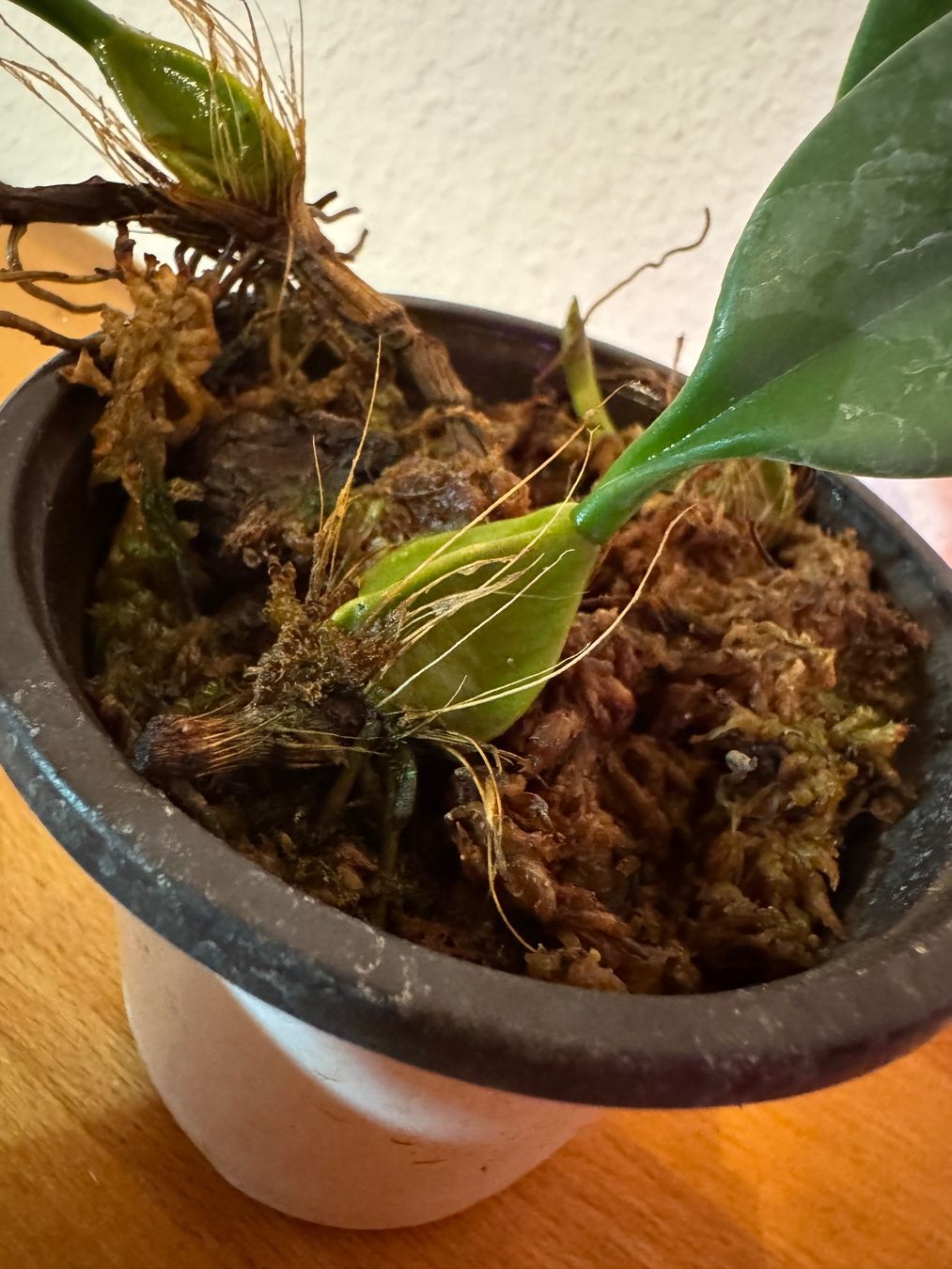 Plantes & graines: Bulbophyllum weberi – D'occasion à Männedorf par mrclst 4