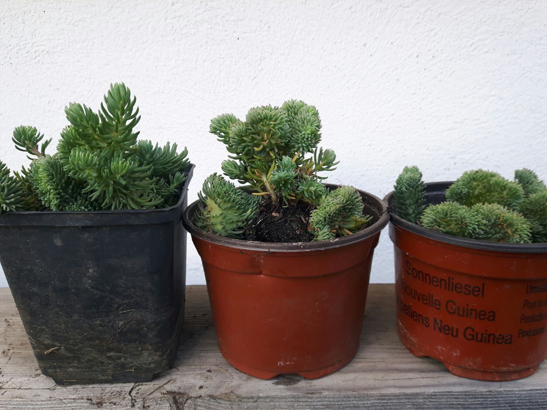 Pflanzen & Samen: korallen sedum - RARITàT – Neu (gemäss Beschreibung) aus Ibach von chaemilochhobbygarte