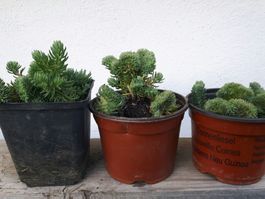 korallen sedum - RARITàT