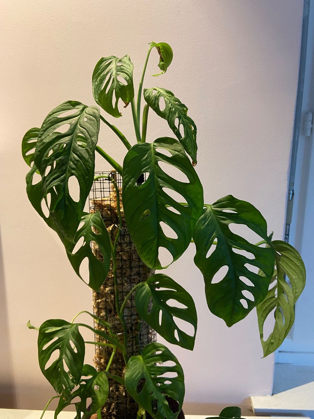 Piante & sementi: Monstera adansonii – Usato da Zürich venduto da Potatoe543 1