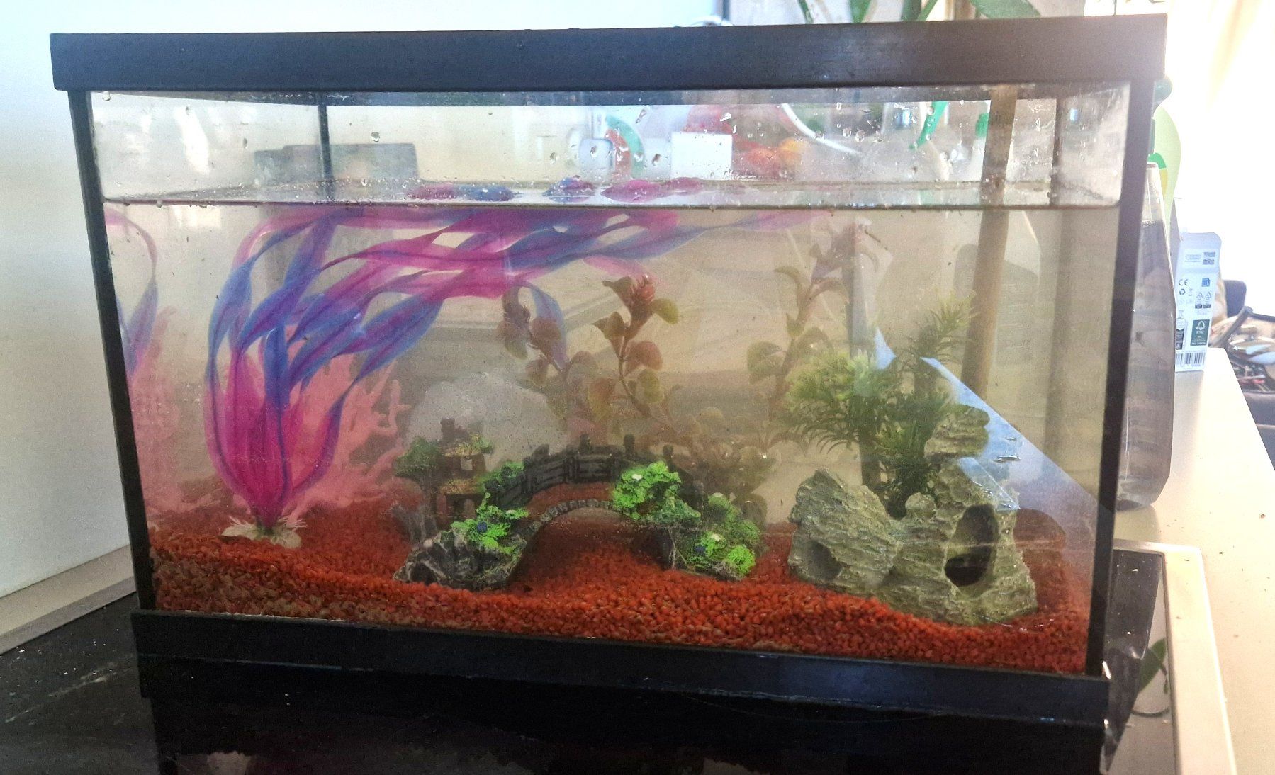 Acquari: Cuve aquarium 20L avec déco – Usato da Murist venduto da suki453 1