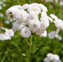 ACHILLEA PTARMICA - SUMPFSCHAFGARBE - SCHNEEBALL - WEISS