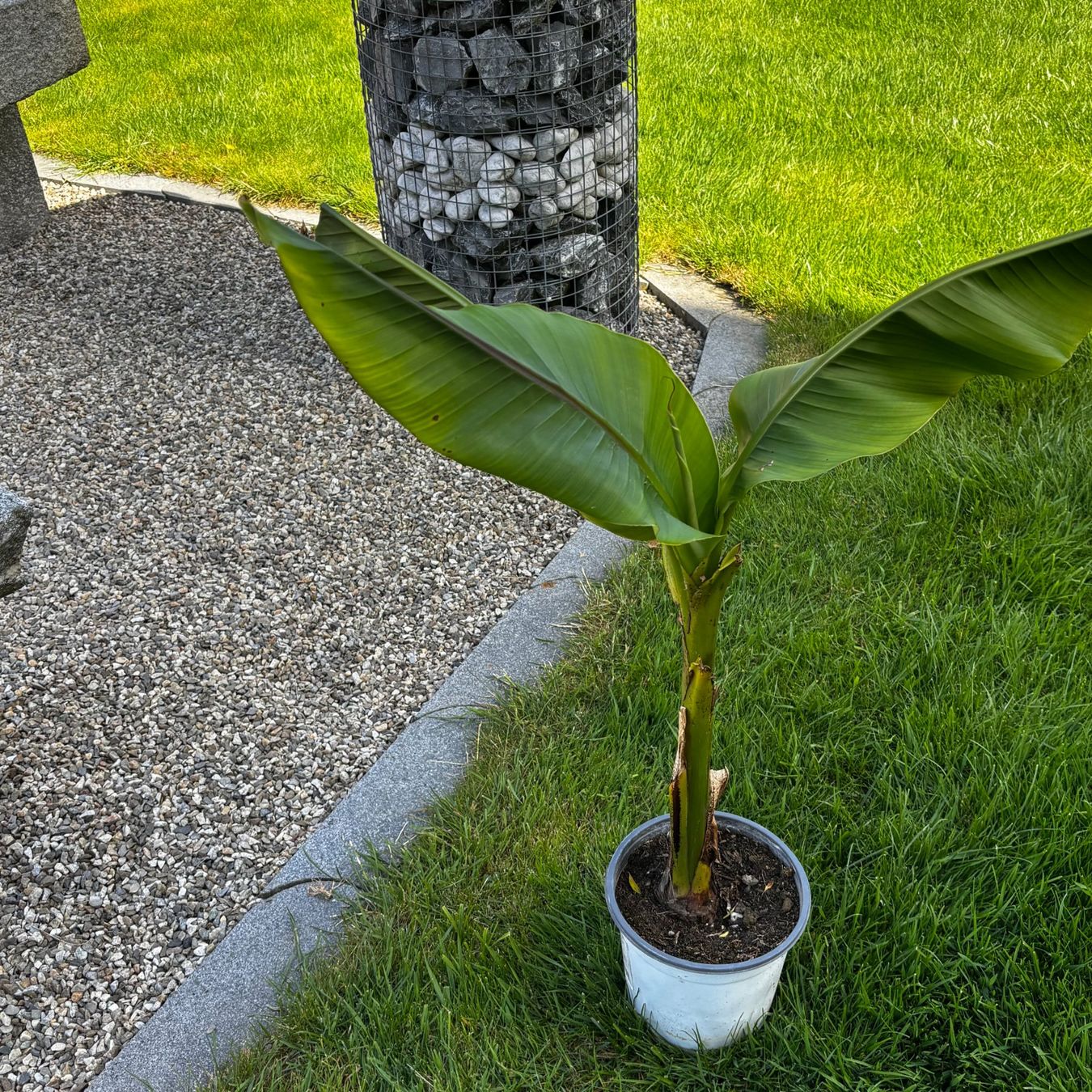 Piante & sementi: Robuster Bananenbaum selbst gezogen. 80cm hoch. Top Sorte. – Usato da Schötz venduto da Bintje20