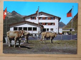 LUKMANIER - PASSHÖHE -Hospezi Santa Maria - KÜHE