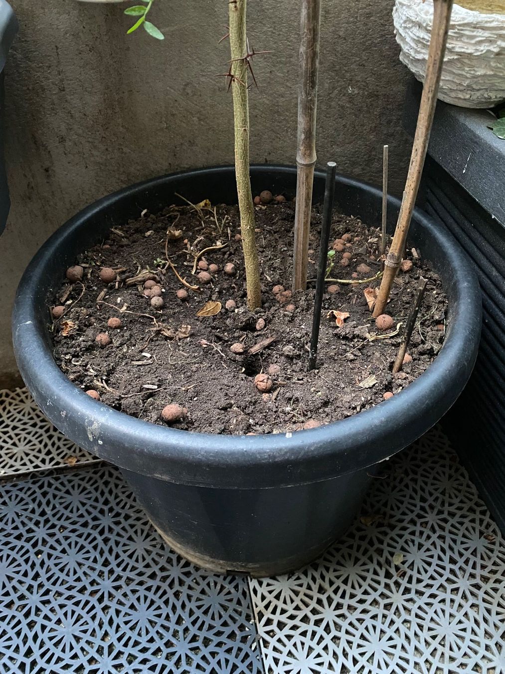 Piante & sementi: Amerikanische Gleditschie, für Balkon oder Garten mit Topf – Usato da Hochfelden venduto da powerplay61 1