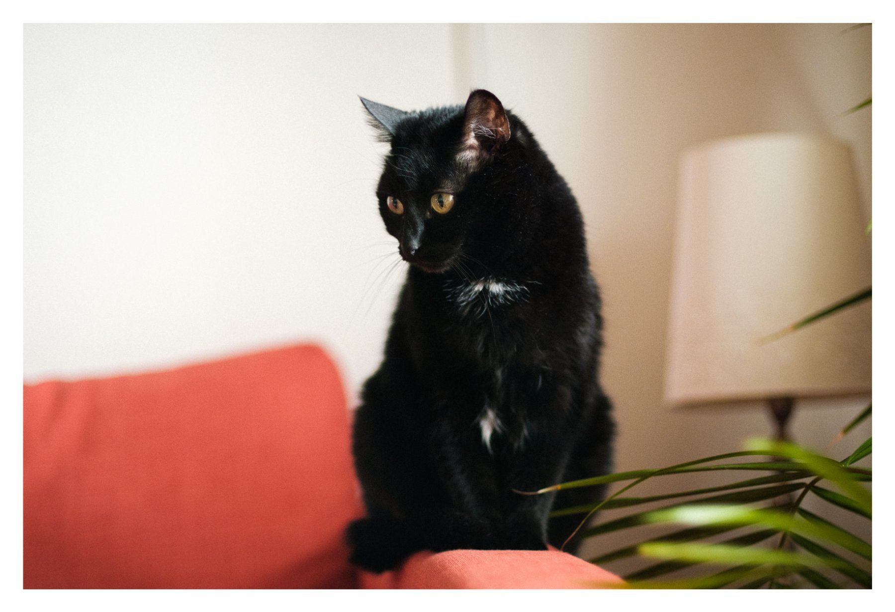 Canon Obiettivi: Canon FD 50mm F1.8 SC – Usato da Oberwil b. Zug venduto da adi_r8nm 5