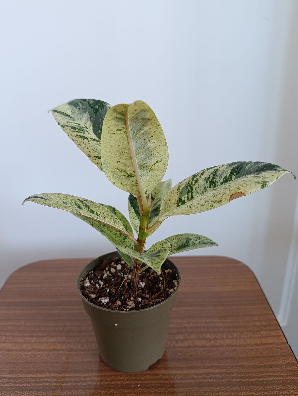 Piante & sementi: Ficus Shivereana Moonshine – Usato da Baar venduto da L.isa28 1
