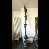 Kaktus ca. 2.4m!