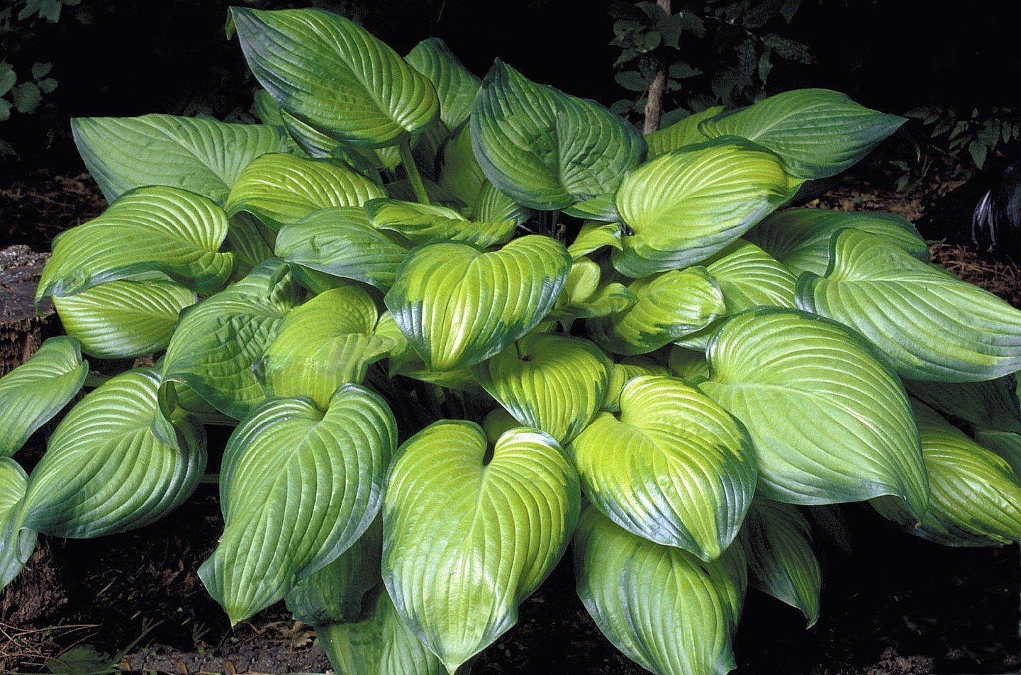 Piante & sementi: Hosta Guacamole 2 PLANTS – Nuovo (secondo la descrizione) da Bremblens venduto da FIBONACCI369 3