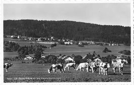 La Jonchère et les Hauts Geneveys Kühe