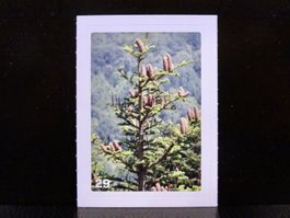 MIGROS MANIA Nature Detectives Nr. 29