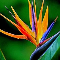 Tropische Zimmerpflanze STRELITZIA REGINAE 30 cm 🌾  Plante