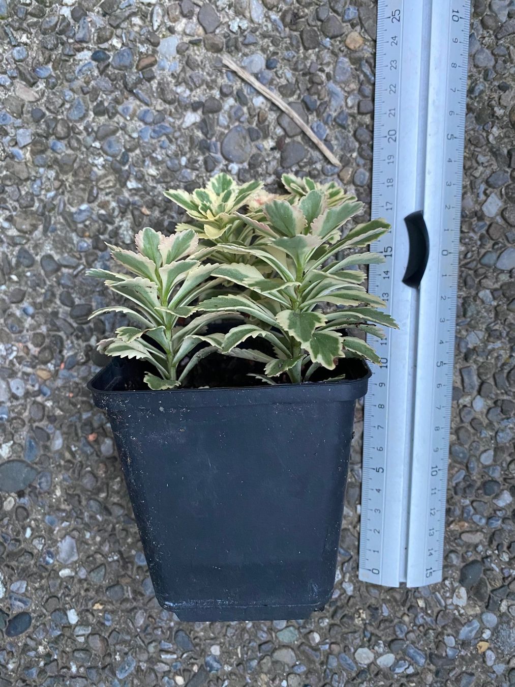 Piante & sementi: Fettblatt - Sedum takesimense "Atlantis" variegata – Nuovo (secondo la descrizione) da Winterthur venduto da Aniger 5
