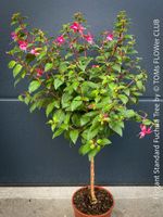 Fuchsia - rund 90-100cm grosses Stämmchen für Deinen Garten