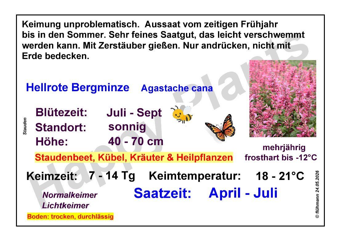 Piante & sementi: Hellrote Bergminze - Agastache cana - 50 Samen – Nuovo e nell'imballaggio originale da Sumiswald venduto da Cham14559 2