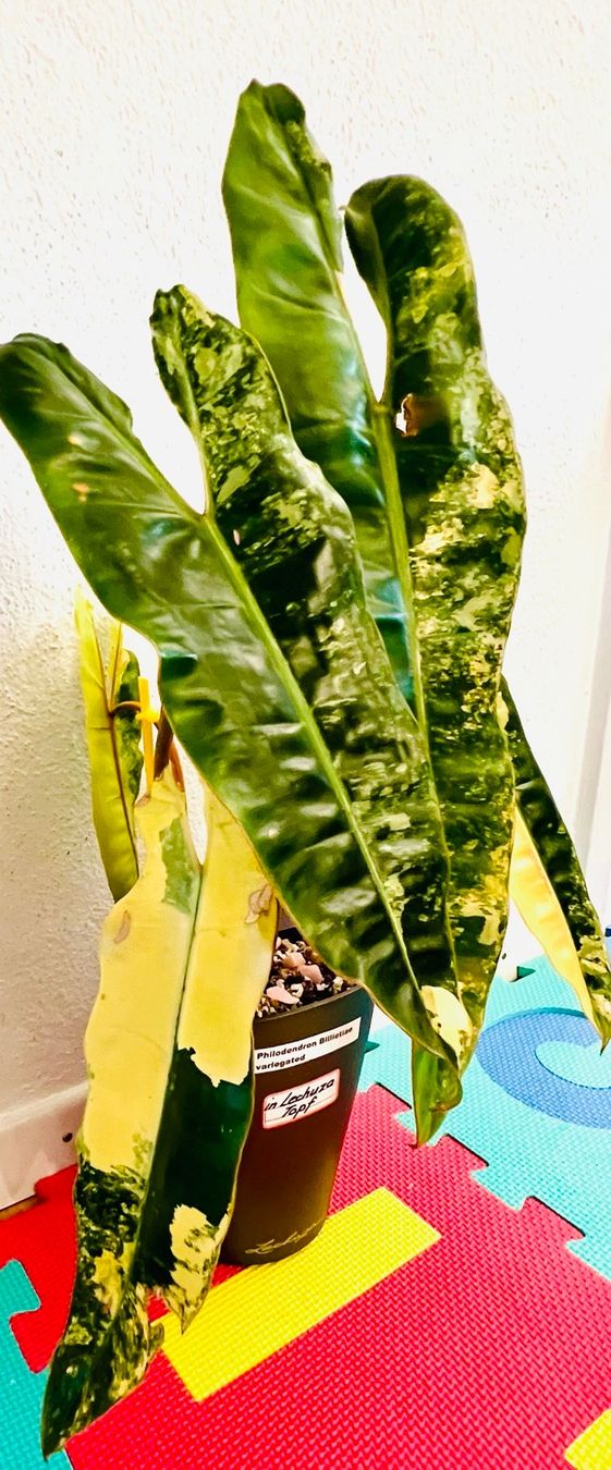 Pflanzen & Samen: Philodendron Billietiae variegated – Gebraucht aus Zofingen von Erfolg1957 3