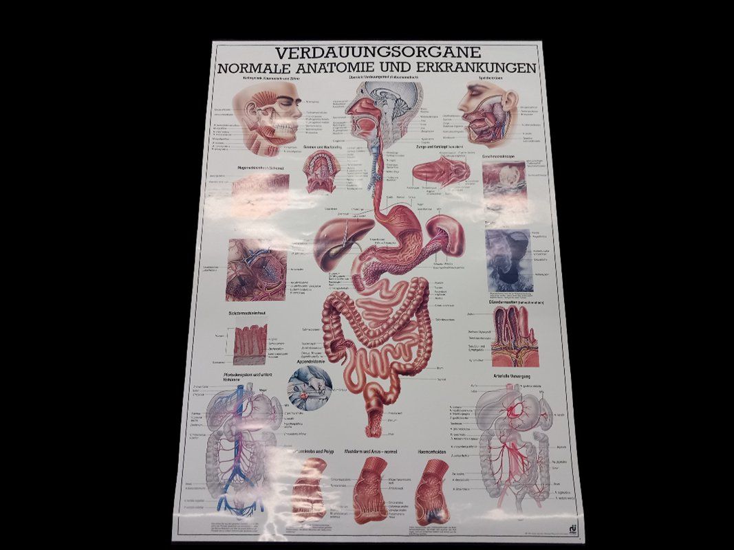 Foto & Immagini: Verdauungsorgane & Hormonsystem Plakat – Usato da Hünenberg venduto da Restwert_Zug