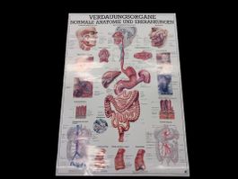 Verdauungsorgane & Hormonsystem Plakat