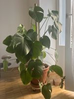 Monstera Deliciosa Zimmerpflanze 1.3m gross
