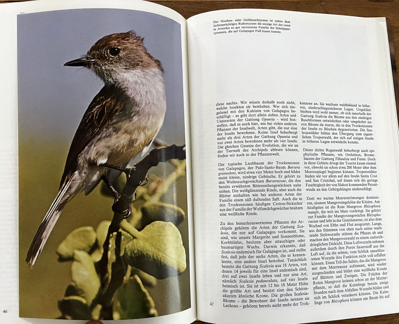 Libri: Silva Verlag, Zoo Galapagos, 1973 – Usato da Oftringen venduto da Vucki 8