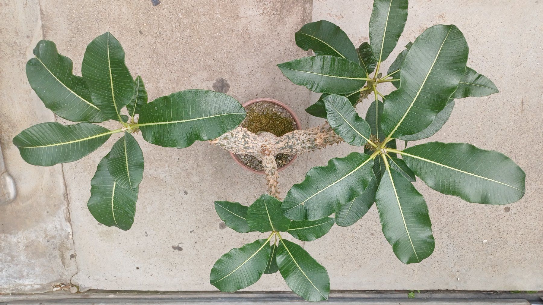 Pflanzen & Samen: Pachypodium baronii – Gebraucht aus Neftenbach von QuiQuo 3
