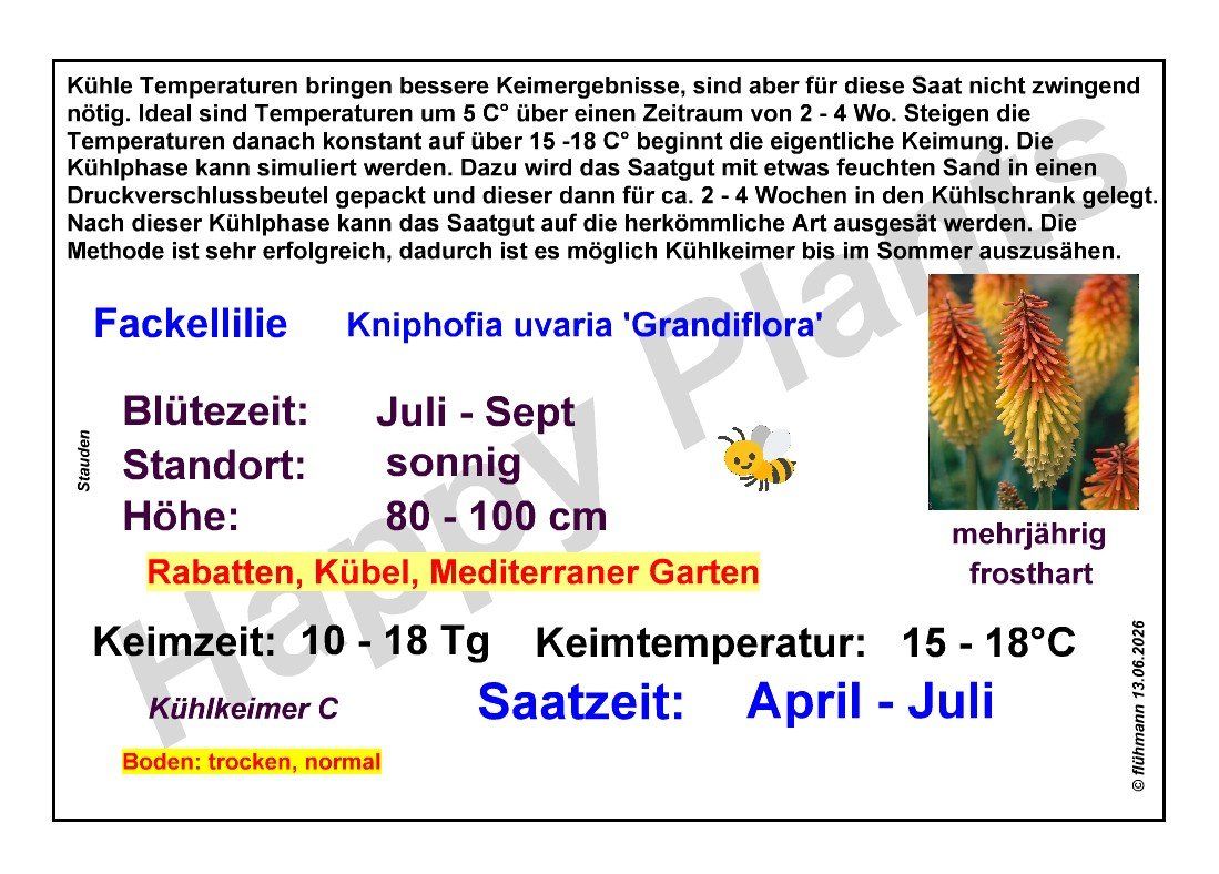 Piante & sementi: Fackellilie - Kniphofia uvaria 'Grandiflora' - 50 Samen – Nuovo e nell'imballaggio originale da Sumiswald venduto da Cham14559 3