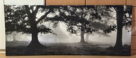 Wandbild - Wald - GRATIS