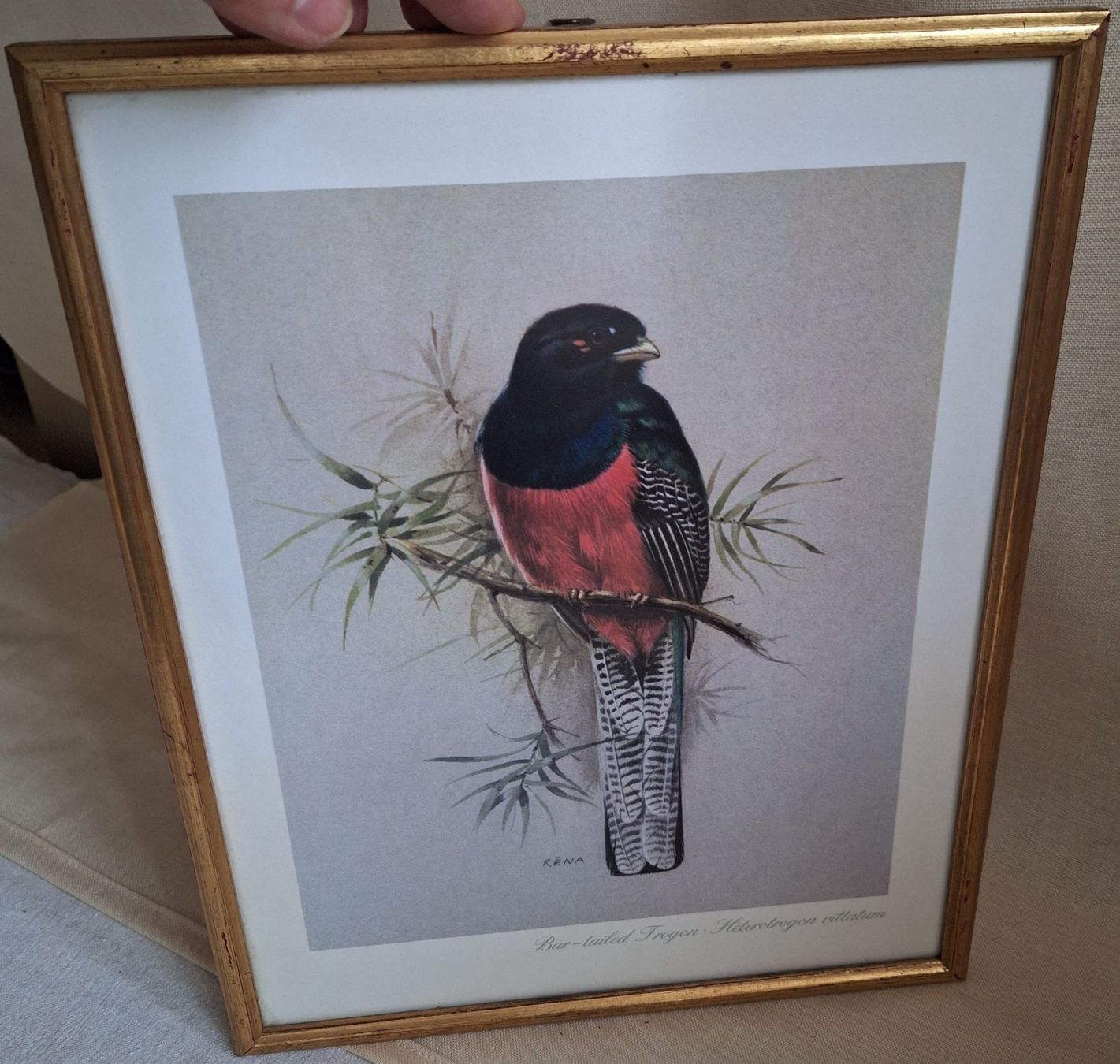 Poster & Bilder: Bild Vintage, Vogel, RENA, Bar-tailed trogon – Gebraucht aus Winterthur von Goldpipau