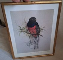 Bild Vintage, Vogel, RENA, Bar-tailed trogon