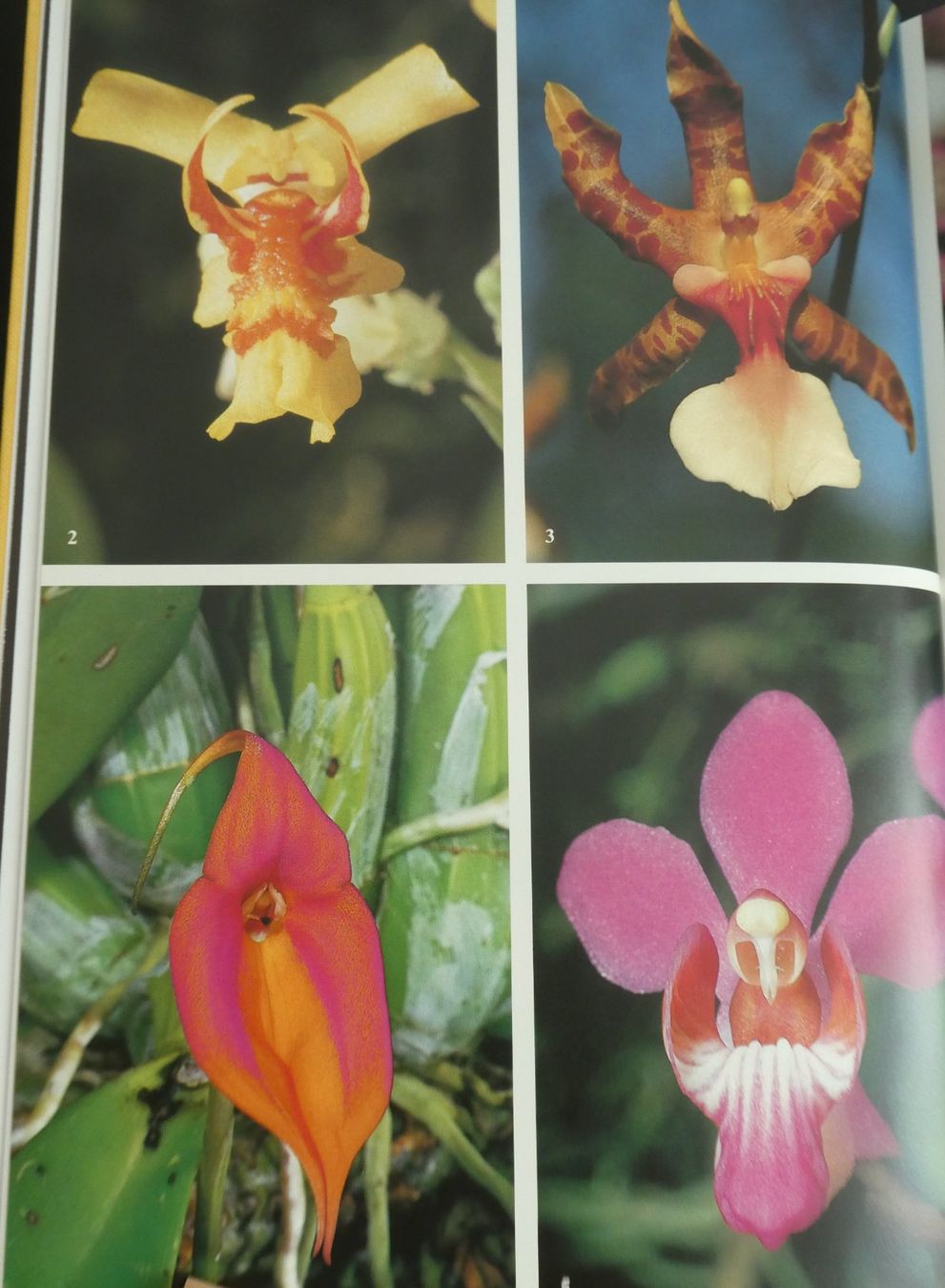 Libri: Die Orchideen der Schweiz, E. + O. Danesch, Geschenkidee/NEU – Nuovo e nell'imballaggio originale da Oberentfelden venduto da Rosenresli.02 5