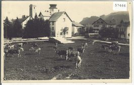 Parpan - Kuhweide im Dorf