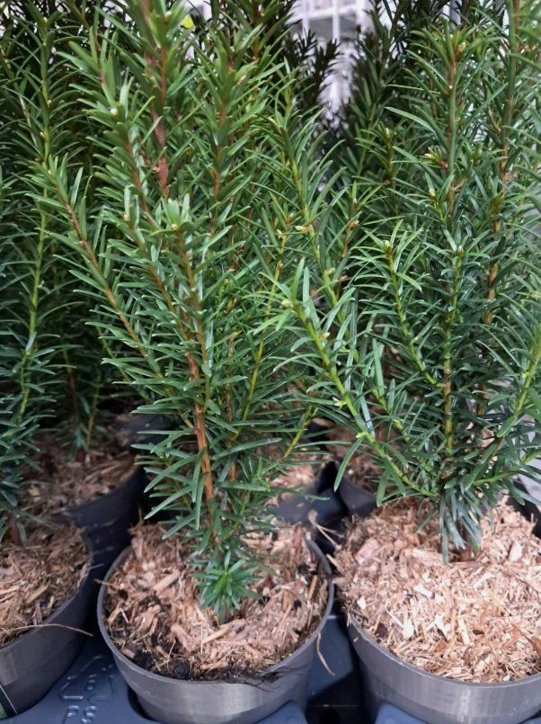 Pflanzen & Samen: Eibe Taxus baccata – Neu (gemäss Beschreibung) aus Uerkheim von Justi.y 1