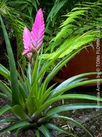 Tillandsia Amira - Exotische Tropische Eleganz