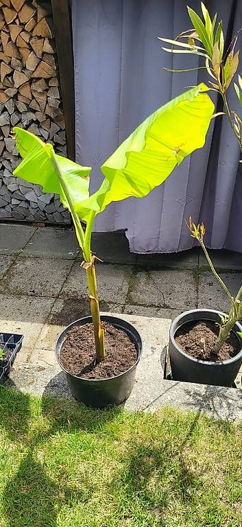 Piante & sementi: Bananenbaum – Usato da Wallisellen venduto da Eugenio 1