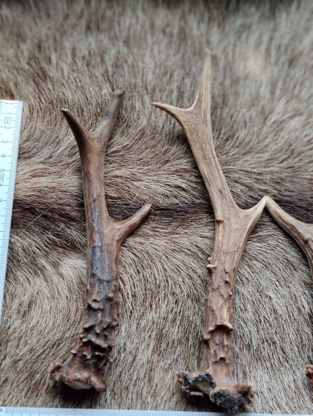 Kits de loisir créatif: Reh geweih und Hirsch Rosen zum Basteln oder Dekorieren – D'occasion à Kaltbrunn par Reimin85 2