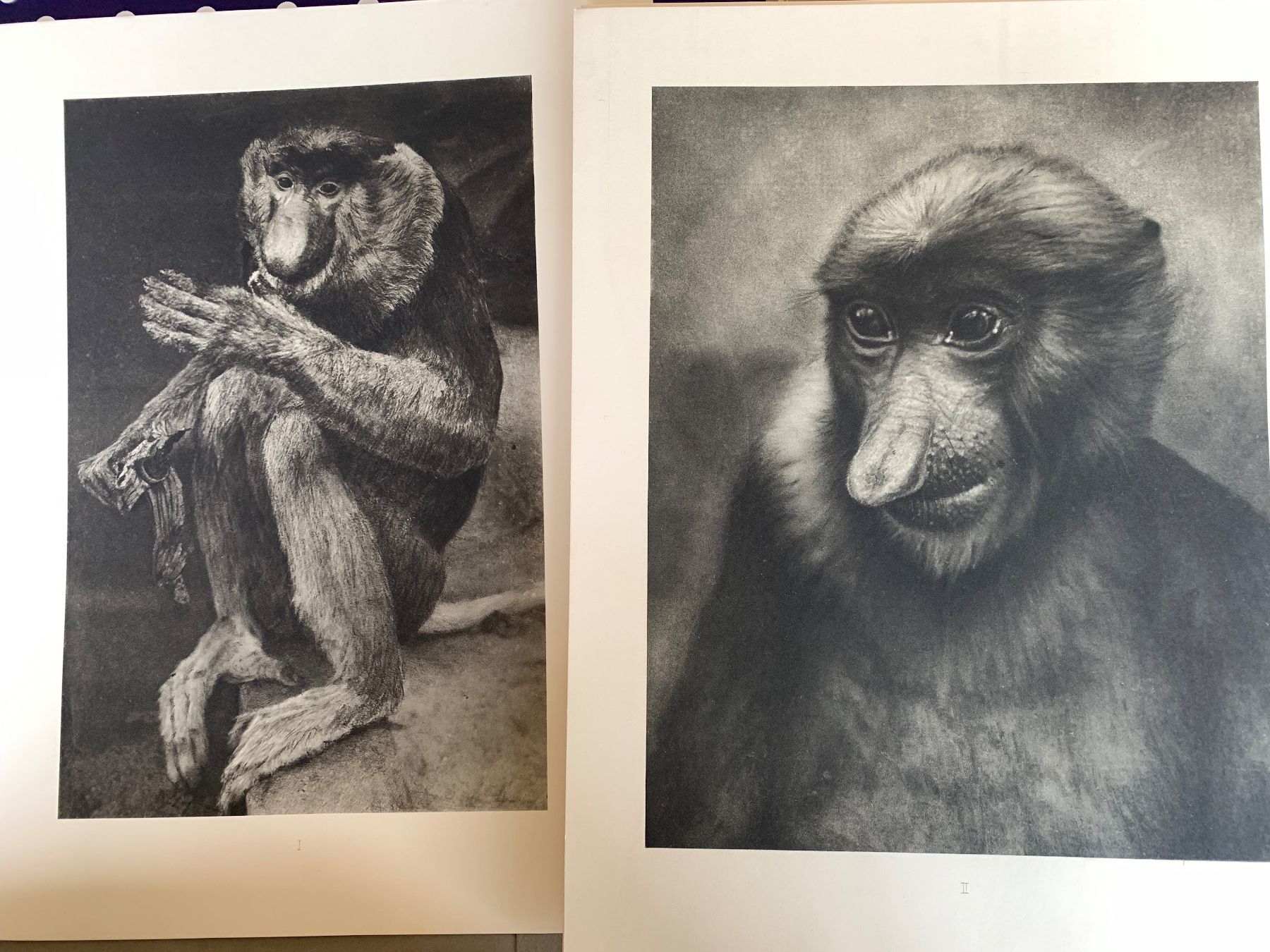 Libri: Antikes Borneo 1-3 Dr. Gregor Krause 1920-1925 – Usato da Basel venduto da Akinom50 5