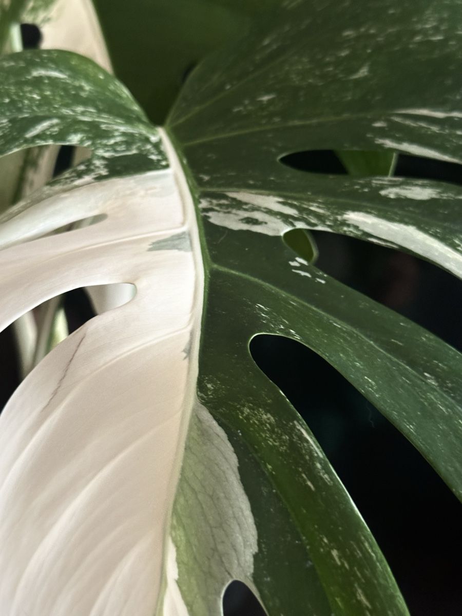Monstera deliciosa Variegata albo "Half Moon" ( 5 leaves) (Gebraucht) in  Rti ZH fr CHF 100  nur Abholung auf Ricardo kaufen