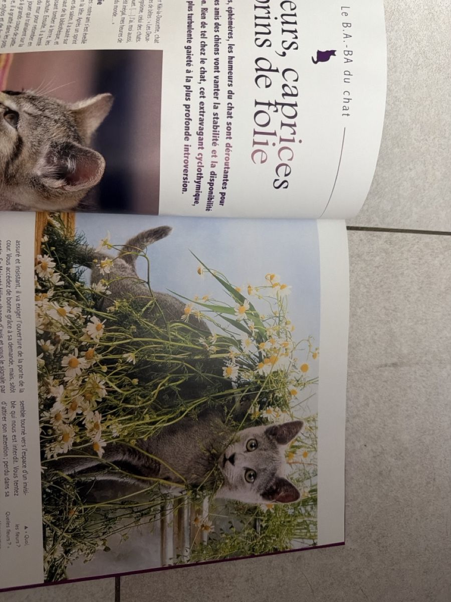 Libri: Secrets de Chats Attitudes Langage Comportement Book – Usato da Martigny venduto da Jacoosh1234 3
