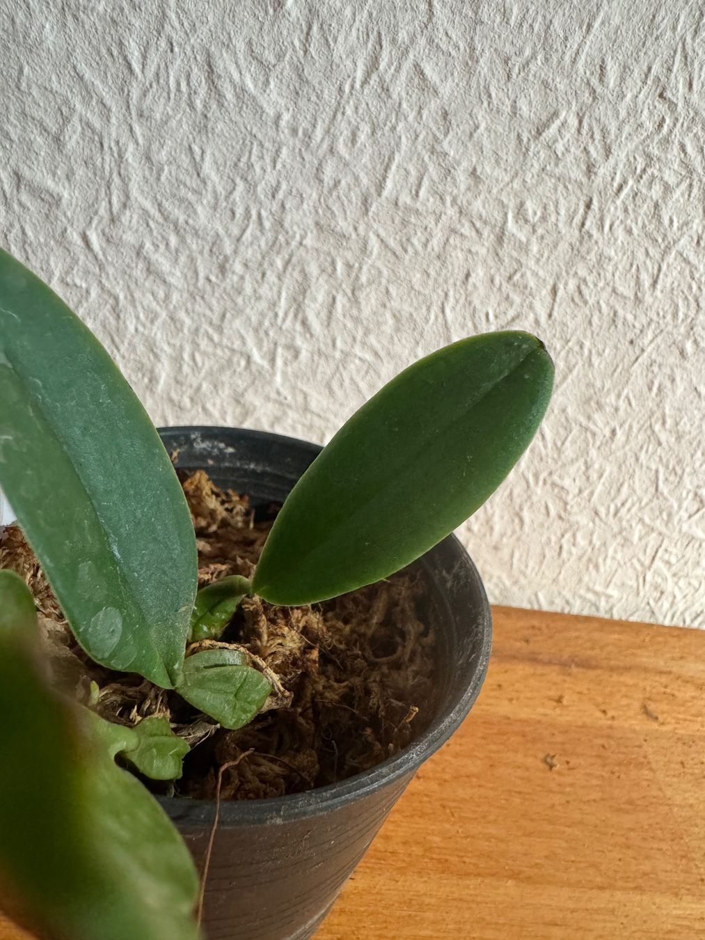Piante & sementi: Bulbophyllum thiurum – Usato da Männedorf venduto da mrclst 2